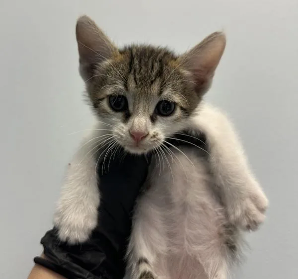 A baby small-sized male Domestic Short Hair cat named Cap'N Bitters for adoption in El Cajon, CA