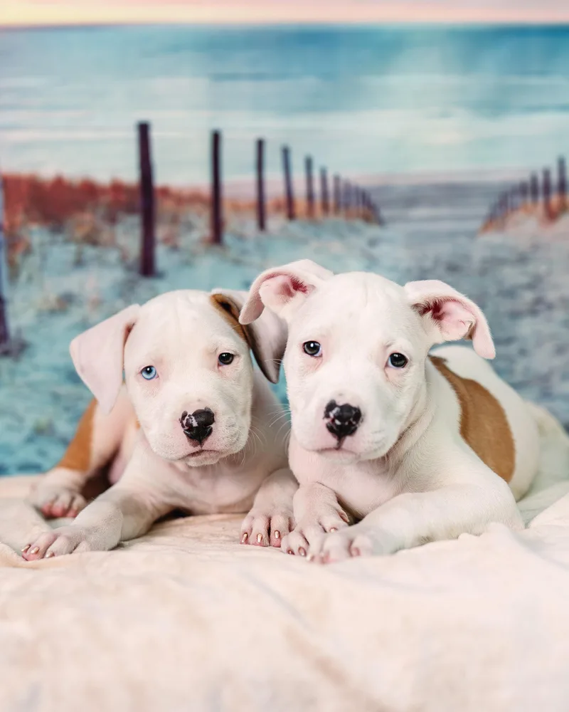 A baby large-sized male Pit Bull Terrier dog named Nantucket for adoption in Avon, CT