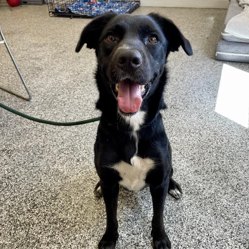 An adult medium-sized female Black Shepherd dog named Takata for adoption in Long Beach, CA