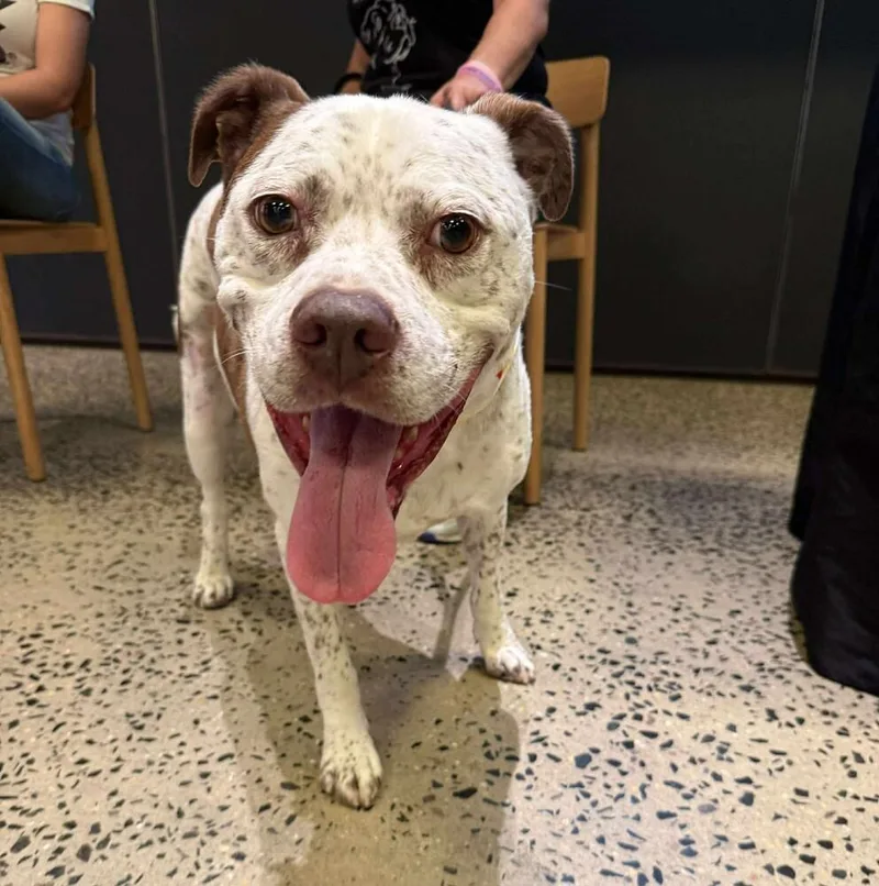 An adult medium-sized male Merle (Red) American Staffordshire Terrier dog named Freckles for adoption in Long Island City, NY