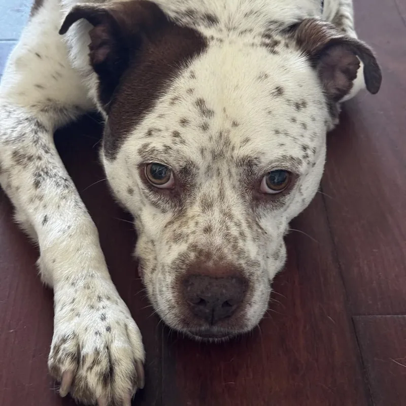 Freckles thumbnail 3