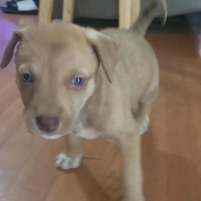 A baby small-sized male Red / Chestnut / Orange Husky dog named Red for adoption in Aberdeen, NC