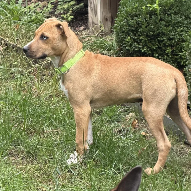 A young medium-sized male Brown / Chocolate Mixed Breed dog named Wrangler for adoption in Kansas City, MO