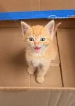 A baby small-sized female Domestic Short Hair cat named Ruby for adoption in Cincinnati, OH