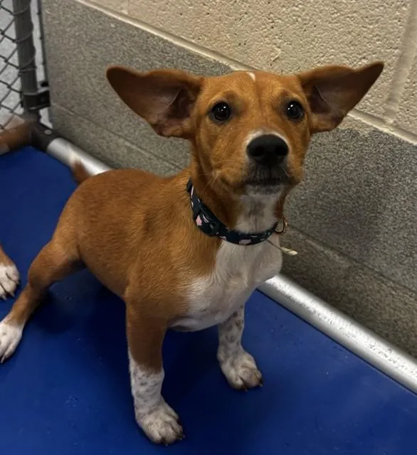 A baby small-sized female Feist dog named Crepe Suzette for adoption in Statesville, NC
