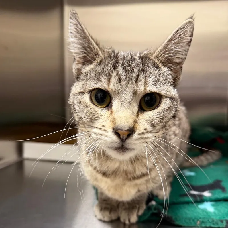 A young medium-sized female Domestic Short Hair cat named Lucky for adoption in Cody, WY