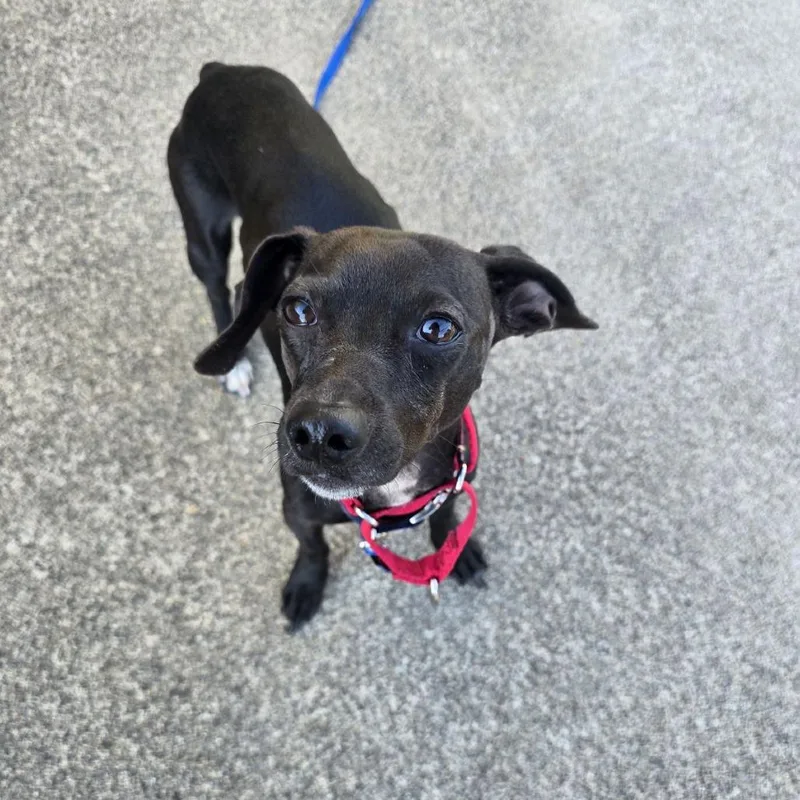 A young small-sized male Dachshund dog named Bandit for adoption in Allyn, WA