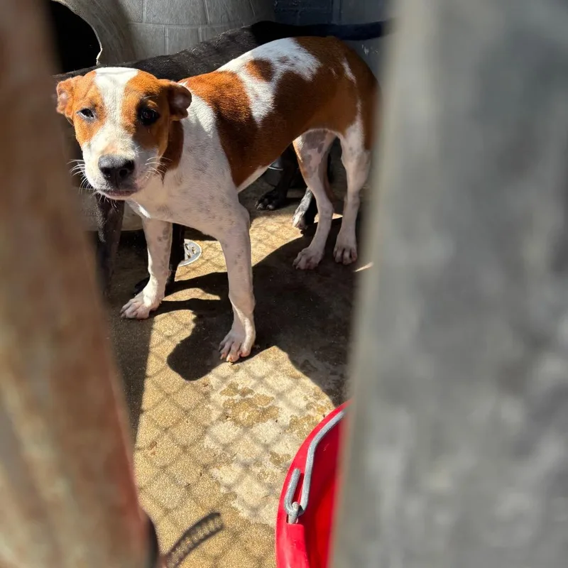 A young medium-sized female Labrador Retriever dog named Bonnie for adoption in Clanton, AL