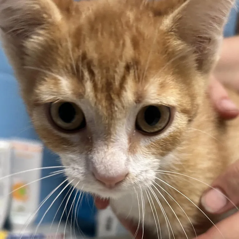 A baby small-sized male Orange / Red Domestic Short Hair cat named Weasley for adoption in Newport, NC