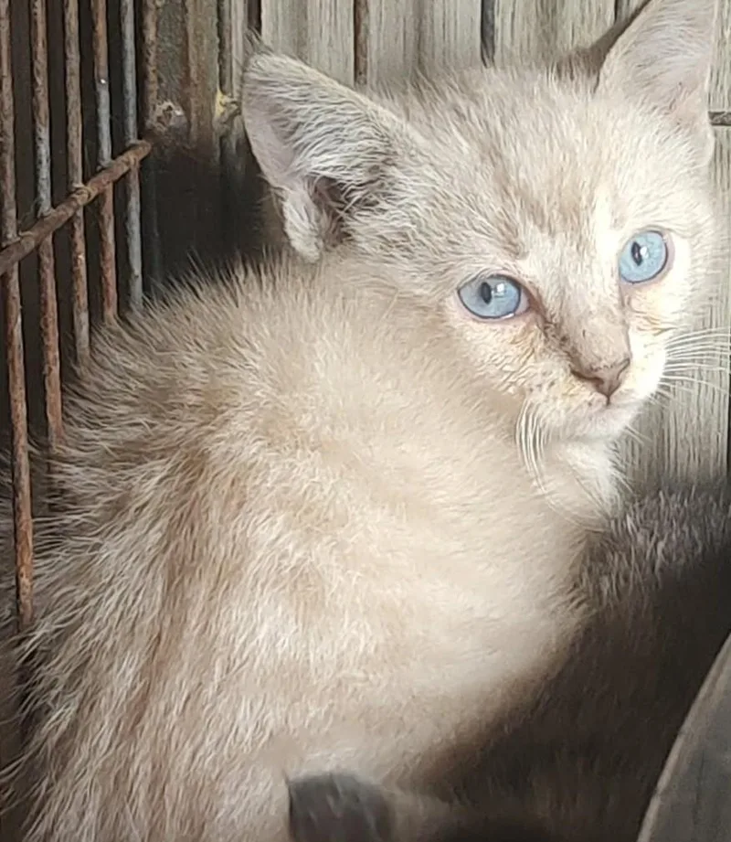 Freya