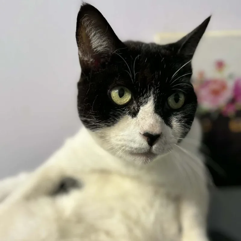 An adult large-sized male White Domestic Short Hair cat named Leo for adoption in Washington, NC