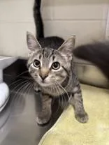 A young medium-sized male Tabby (Brown / Chocolate) Domestic Short Hair cat named Homer for adoption in Manitowoc, WI