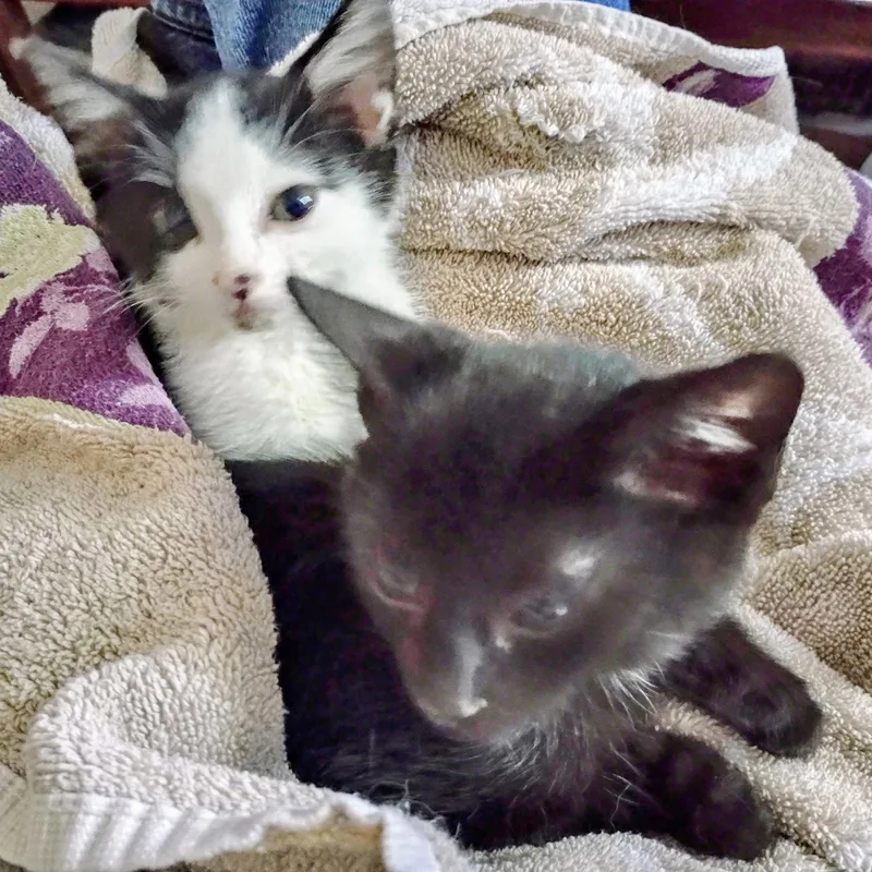 Enoli and Kaleo