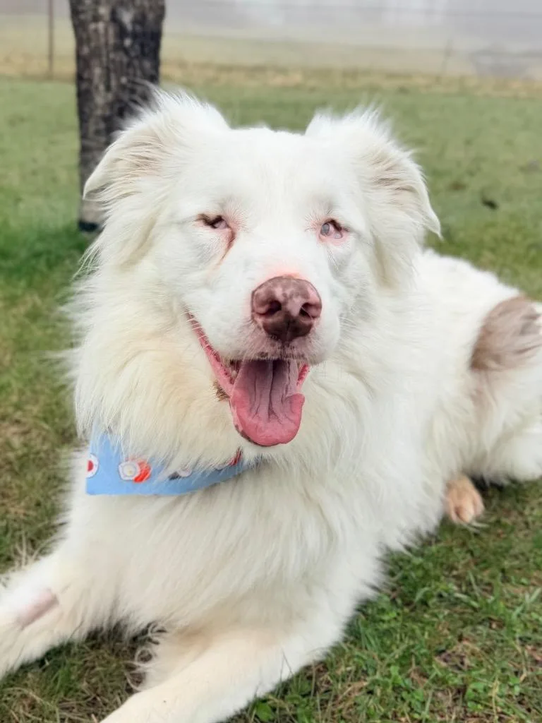 An adult medium-sized male Mixed Breed dog named Gilligan for adoption in Menomonie, WI