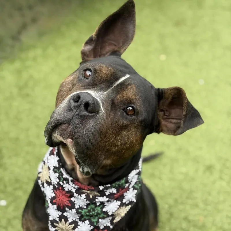 An adult large-sized female Brown / Chocolate Mixed Breed dog named Brown Sugar for adoption in Greensboro, NC