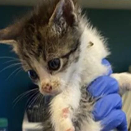 A baby small-sized female Brown / Chocolate Domestic Short Hair cat named Bolt for adoption in Grantsville, UT