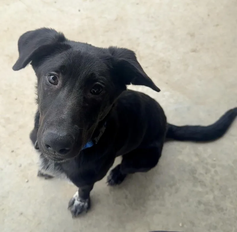 A young medium-sized male Tricolor (Brown, Black, & White) Shepherd dog named Clyde for adoption in Rochester, IN
