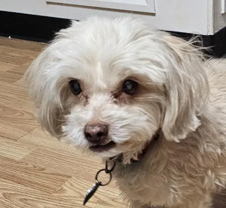 Petu  Local Gentleman photo 1