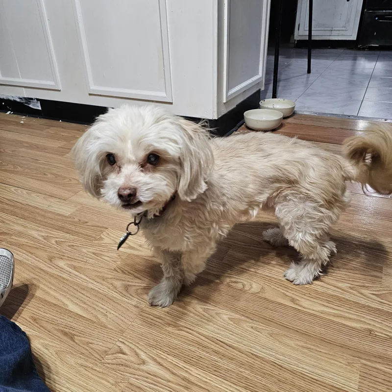 Petu  Local Gentleman thumbnail 3