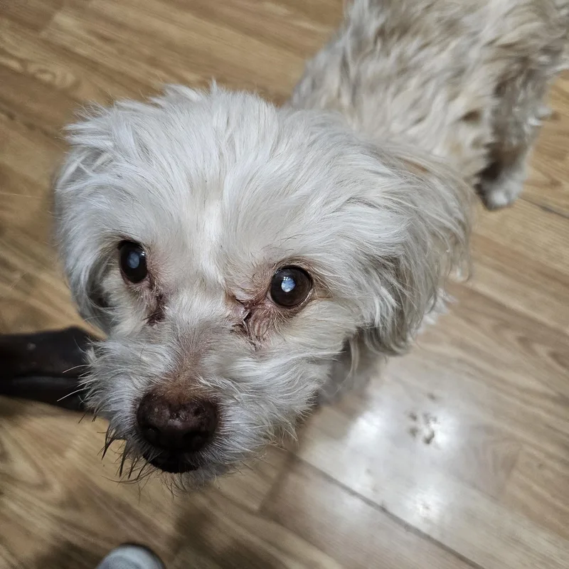 Petu  Local Gentleman thumbnail 4