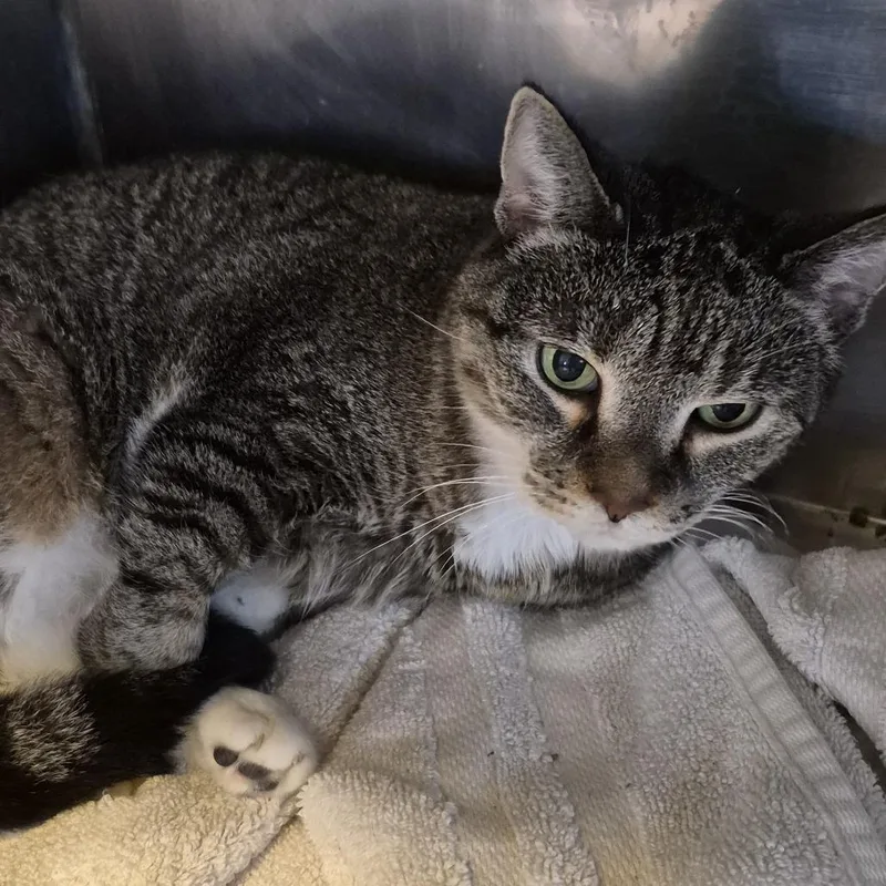 A baby large-sized female Brown / Chocolate Domestic Short Hair cat named Ninetyone for adoption in Natick, MA