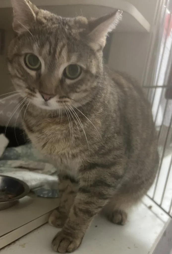 A young medium-sized female Domestic Short Hair cat named Lady Bug for adoption in Windsor, CT