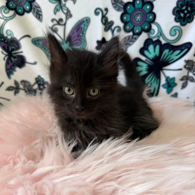 A baby small-sized female Black Domestic Medium Hair cat named Cicada for adoption in Deerfield, IL