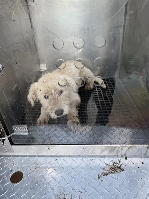 A young small-sized female Mixed Breed dog named Snow for adoption in Dallas, TX