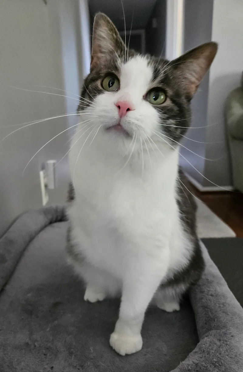 An adult medium-sized female Gray & White Domestic Short Hair cat named Lucille for adoption in Mount Clemens, MI