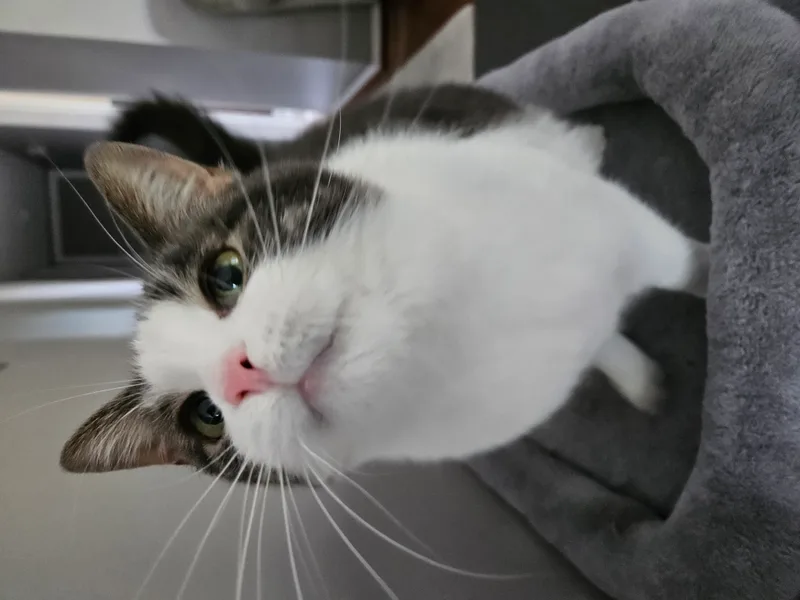 Lucille thumbnail 4
