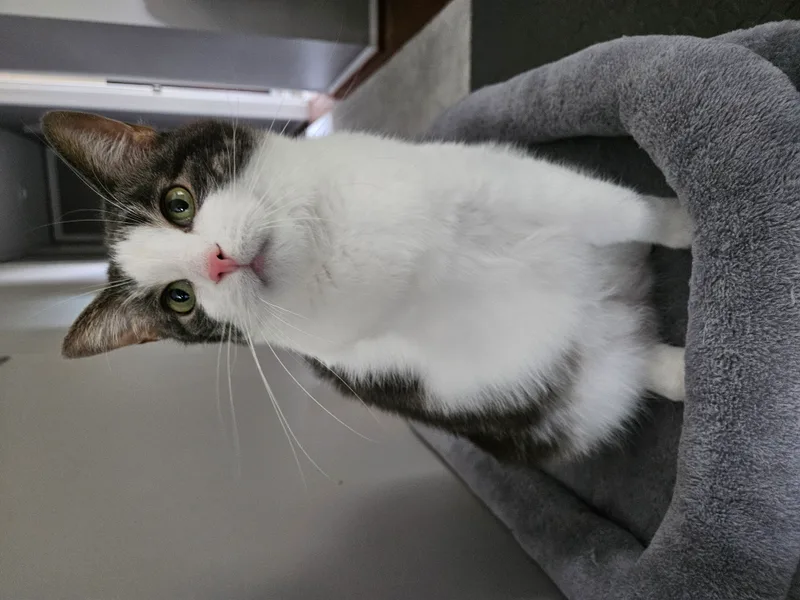 Lucille thumbnail 5