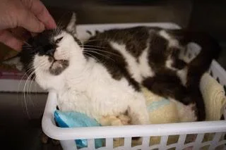 A young medium-sized female Black & White / Tuxedo Domestic Short Hair cat named Pollie for adoption in Greenville, DE