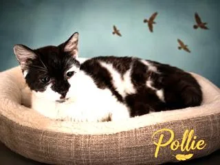 Pollie thumbnail 2