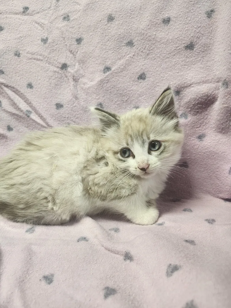 A baby medium-sized male Gray & White Domestic Long Hair cat named Detour for adoption in Cosby, TN