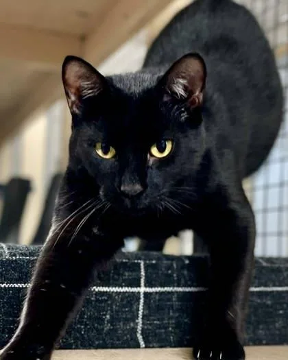 A senior medium-sized female Domestic Short Hair cat named Nova for adoption in River Ridge, LA