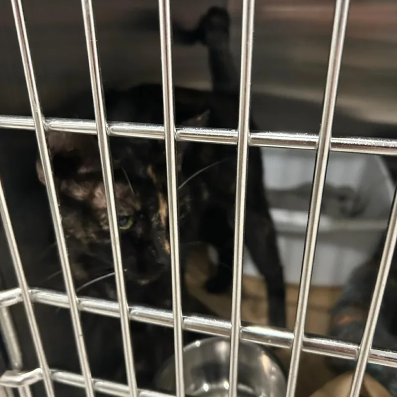 A young small-sized female Black Domestic Short Hair cat named Tortie for adoption in Carlyle, IL