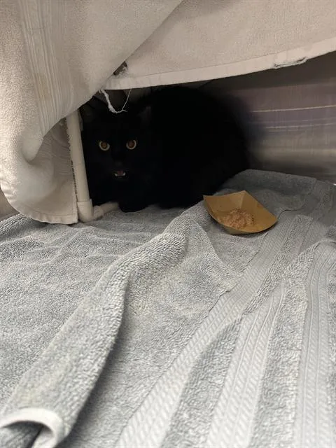 An adult medium-sized male Domestic Short Hair cat named Mew Mew for adoption in Omaha, NE