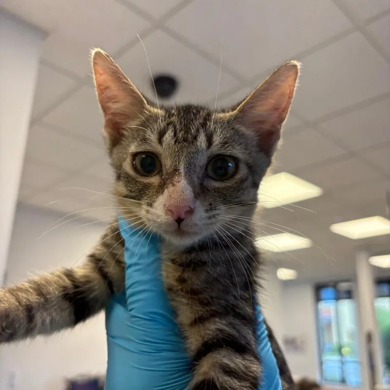 A baby small-sized male Gray / Blue / Silver Domestic Short Hair cat named Buzz Lightyear for adoption in West Palm Beach, FL