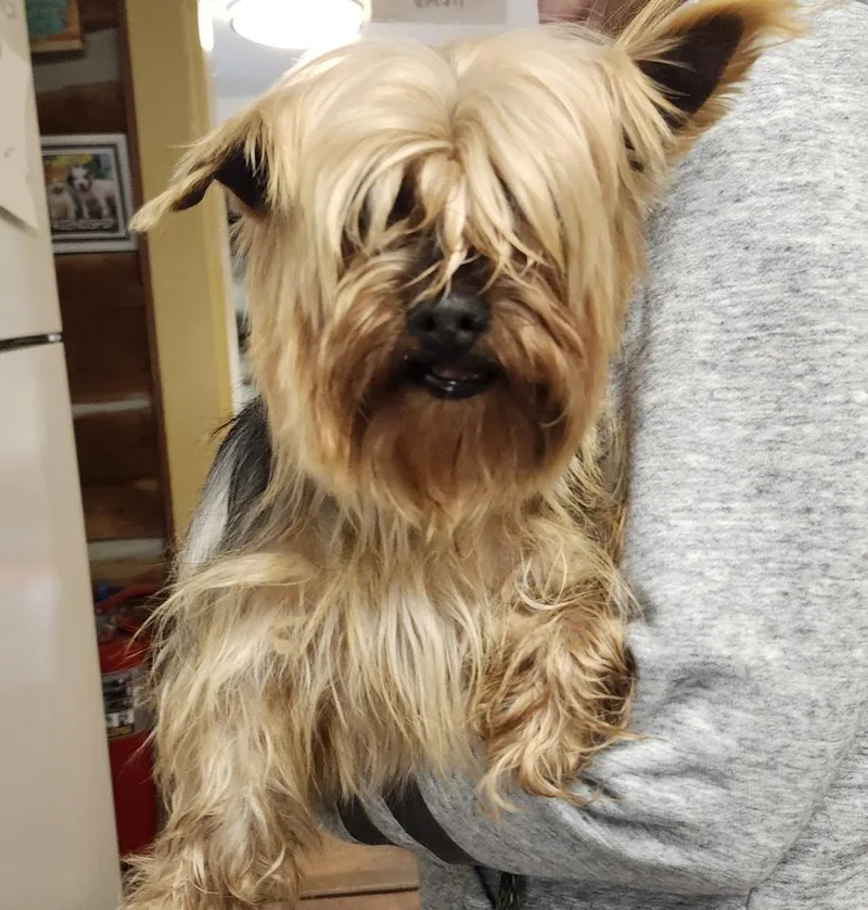 An adult small-sized female Brown / Chocolate Yorkshire Terrier dog named Mandy for adoption in East Greenville, PA