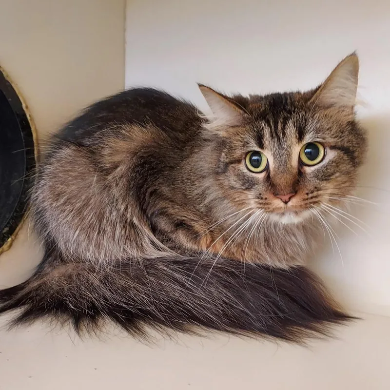 A young medium-sized female Brown / Chocolate Domestic Long Hair cat named Olga for adoption in Dayton, OH