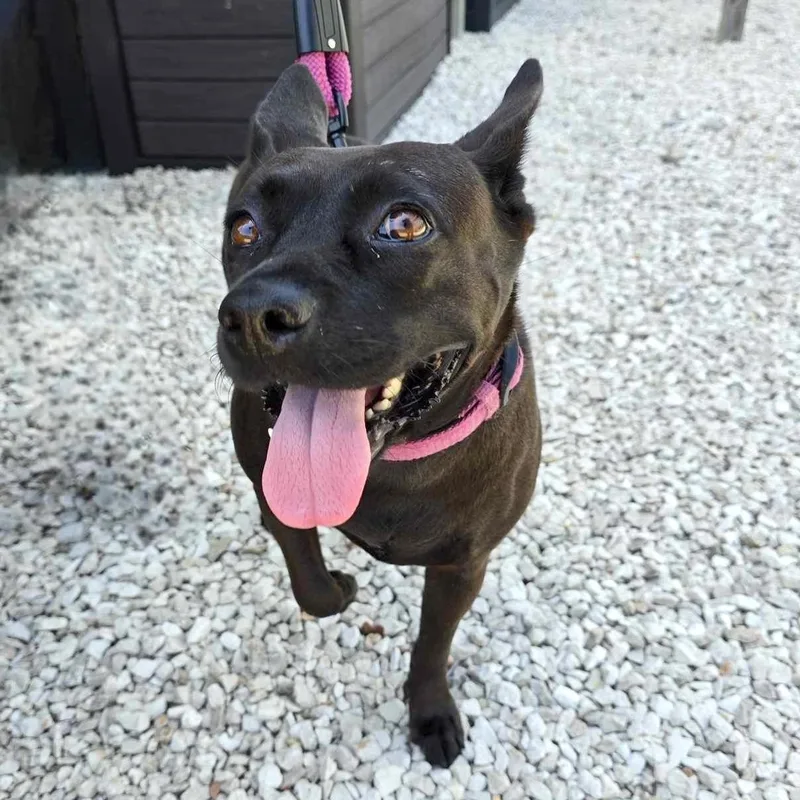 An adult medium-sized female Bicolor Terrier dog named Nala for adoption in Corpus Christi, TX