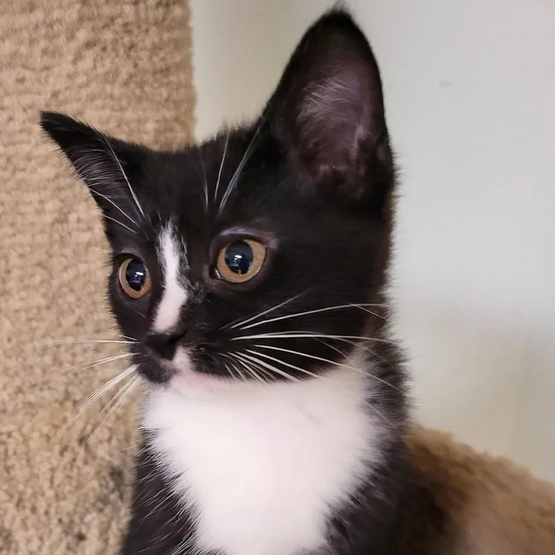 A baby small-sized female Black Domestic Short Hair cat named Pauly D for adoption in South Elgin, IL