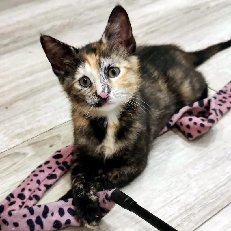 A baby small-sized female Calico Domestic Short Hair cat named Vanna for adoption in Carencro, LA