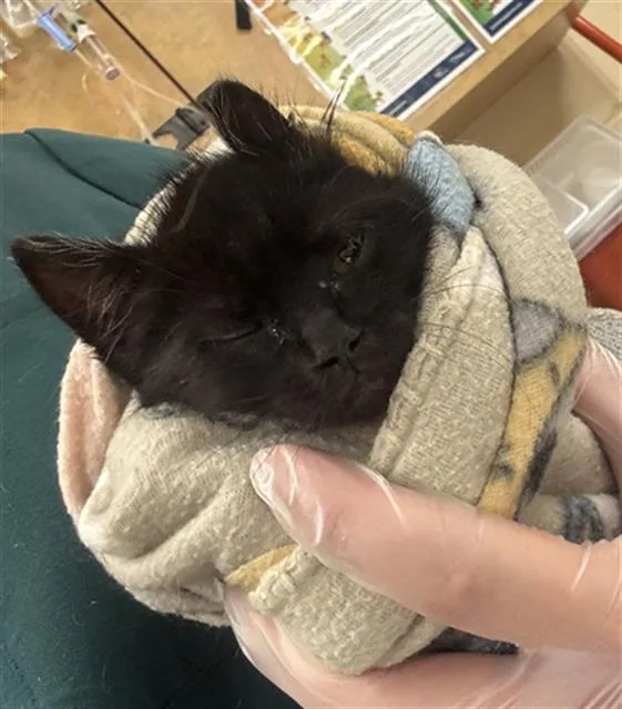 A baby small-sized female Domestic Short Hair cat named Queen for adoption in Aliquippa, PA