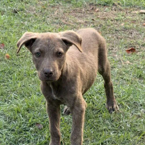 A baby small-sized male Brown / Chocolate Hound dog named Tucker Lonestar for adoption in Rockaway, NJ