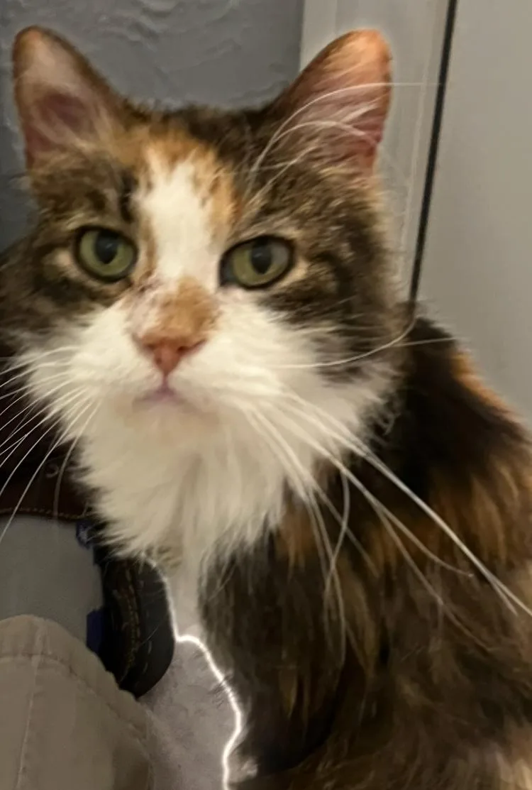 An adult medium-sized female Calico cat named Scarlett for adoption in Garland, TX