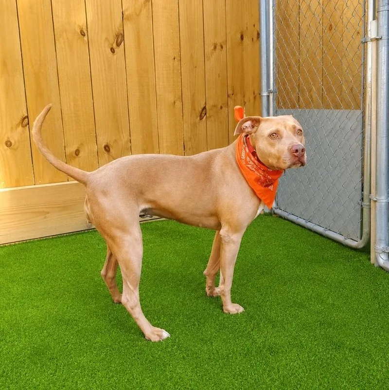 An adult large-sized female Golden American Staffordshire Terrier dog named Ginger for adoption in Oak Point, TX