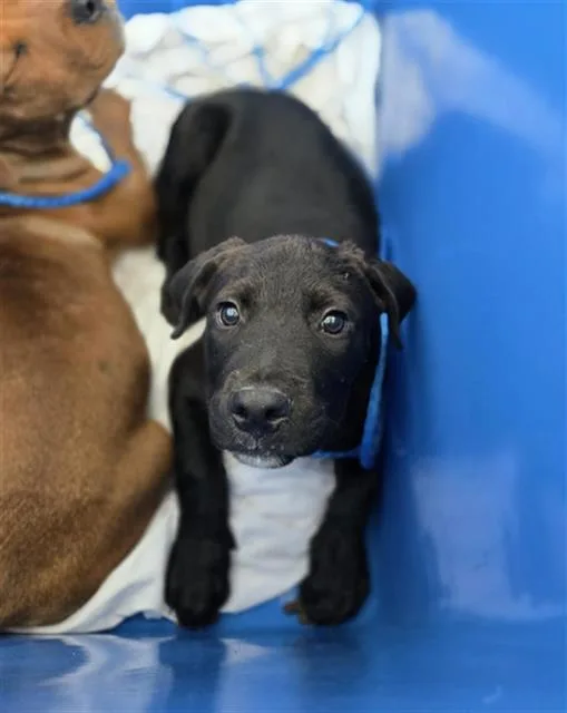 A baby large-sized male Mixed Breed dog named Fred for adoption in Dallas, TX