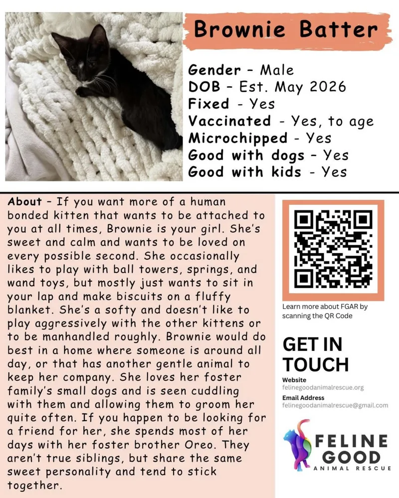 A baby medium-sized female Black & White / Tuxedo Domestic Short Hair cat named Brownie Batter for adoption in Eugene, OR