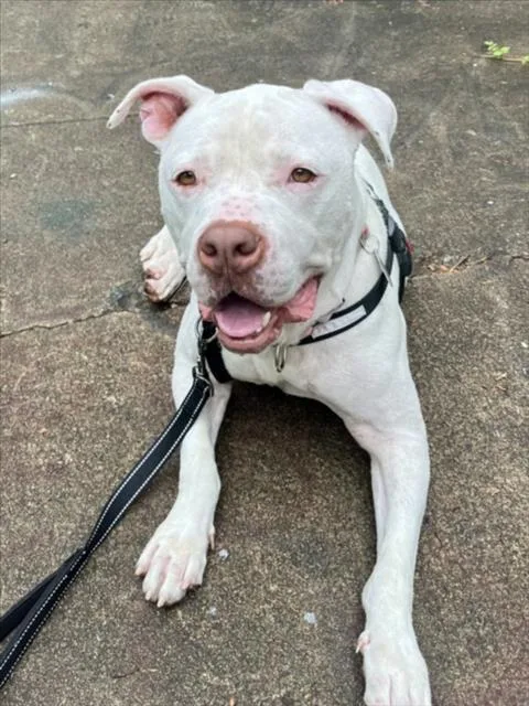 An adult medium-sized male Pit Bull Terrier dog named Drake for adoption in Chapel Hill, NC